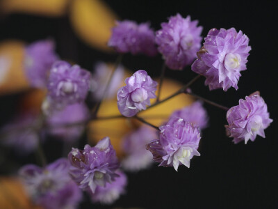 重瓣偏翅唐松草Thalictrum delavayi'Hewitt's Double'（也叫南尾马莲,在国外被称之为 “兰色满天星”） |