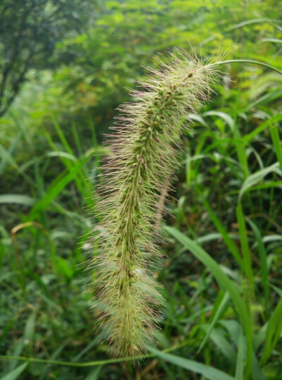 狗尾巴草