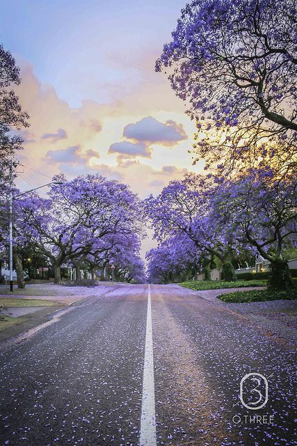 Tshwane, South Africa。南非的行政首都茨瓦内，别名比勒陀利亚，完全是一座欧化的城市，街头几乎都是白人。街头清洁，花木繁盛，有“花园城”之称。该城的街道两旁还种植了大约70000多棵蓝花楹，故又得名“紫薇城”。每年10月到11月，百花盛开，铺满整个街市，全城为此要举行长达一周的庆祝活动。