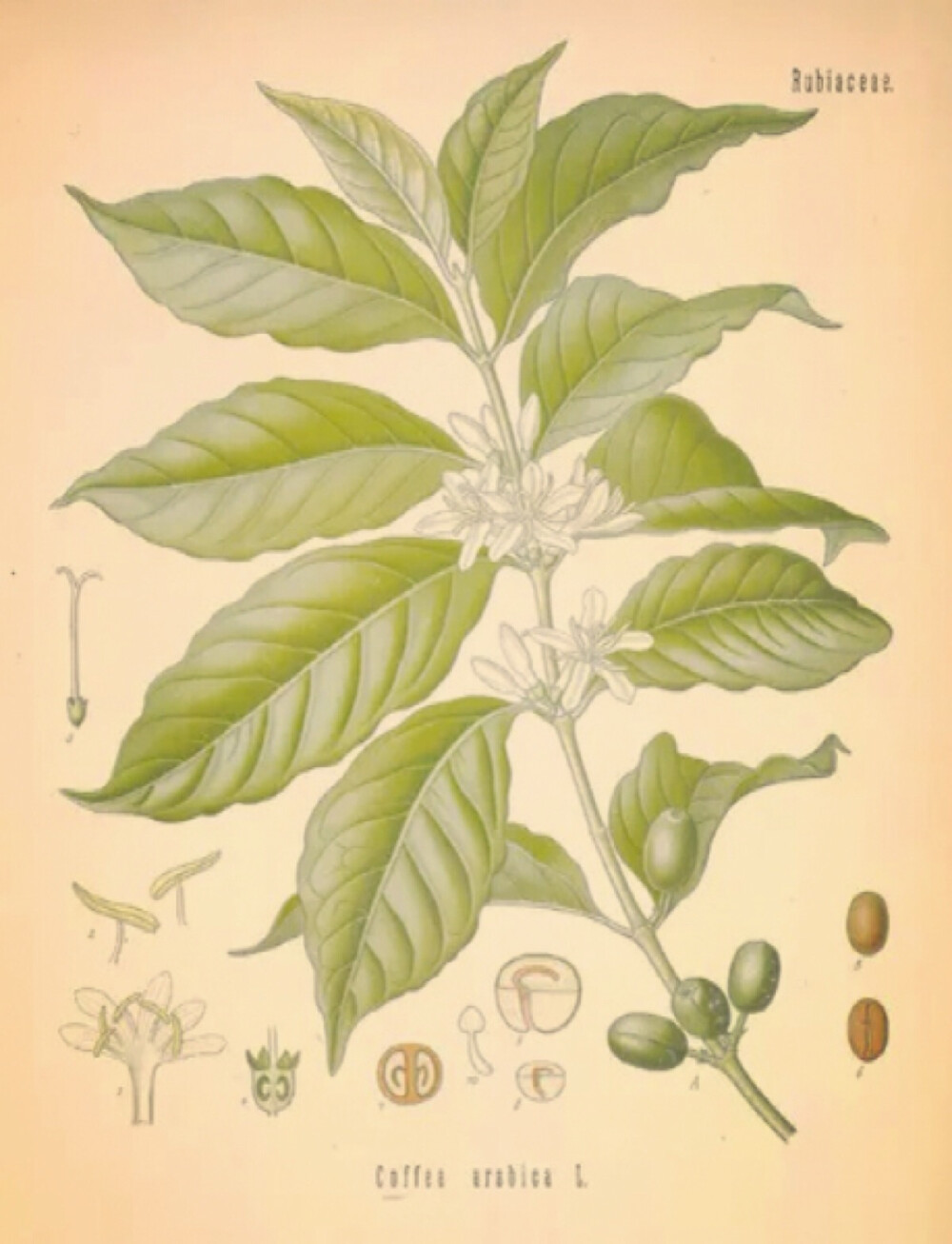 Coffea Arabica 阿拉比卡咖啡树：全世界的咖啡豆中，阿拉比卡种的咖啡约占65%—80%，它绝佳的风味与香气，使其成为这些原生种中唯一能够直接、单独饮用的咖啡。