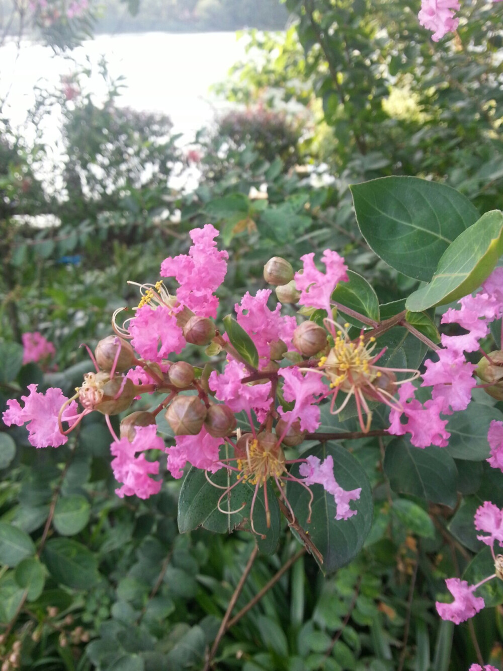 烈日高空，你总是这样喜气洋洋