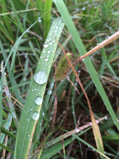 露水