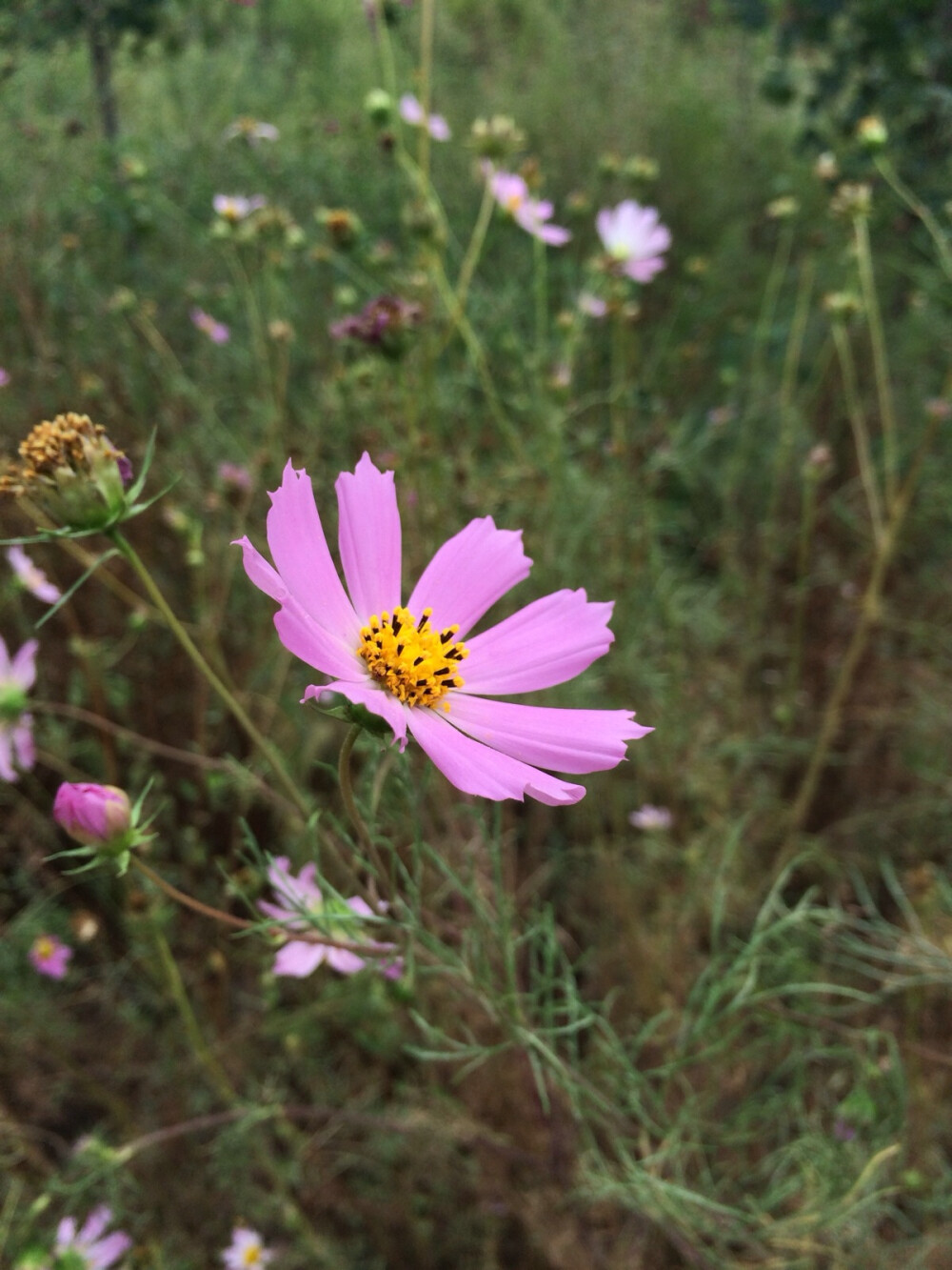 格桑花