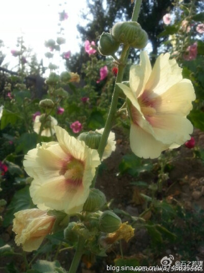 【石之若璞-花事-夏日觅花影】中文学名：蜀葵~ 拉丁学名：Althaea rosea （Linn.）Cavan.~ 别 称：一丈红、大蜀季、戎葵、吴葵、卫足葵、胡葵、斗蓬花、秫秸花~ 锦葵目 Malvales-锦葵亚目 Malvineae-锦葵科 Malvacea…