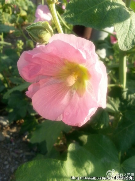 【石之若璞-花事-夏日觅花影】中文学名：蜀葵~ 拉丁学名：Althaea rosea （Linn.）Cavan.~ 别 称：一丈红、大蜀季、戎葵、吴葵、卫足葵、胡葵、斗蓬花、秫秸花~ 锦葵目 Malvales-锦葵亚目 Malvineae-锦葵科 Malvaceae-蜀葵属 Althaea-蜀葵 Althaea rosea~