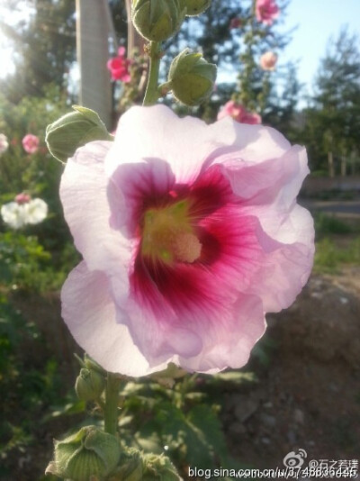 【石之若璞-花事-夏日觅花影】中文学名：蜀葵~ 拉丁学名：Althaea rosea （Linn.）Cavan.~ 别 称：一丈红、大蜀季、戎葵、吴葵、卫足葵、胡葵、斗蓬花、秫秸花~ 锦葵目 Malvales-锦葵亚目 Malvineae-锦葵科 Malvacea…