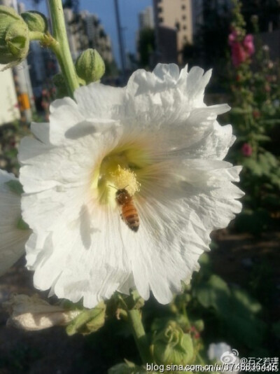 【石之若璞-花事-夏日觅花影】中文学名：蜀葵~ 拉丁学名：Althaea rosea （Linn.）Cavan.~ 别 称：一丈红、大蜀季、戎葵、吴葵、卫足葵、胡葵、斗蓬花、秫秸花~ 锦葵目 Malvales-锦葵亚目 Malvineae-锦葵科 Malvacea…