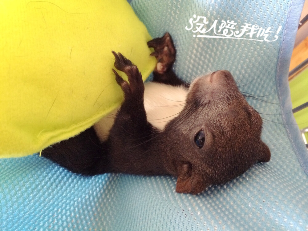 魔王松鼠。森迪