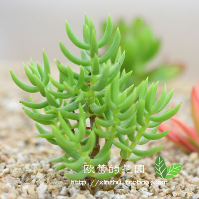 多肉植物 多浆植物 景天科