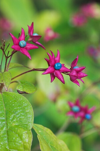 火树银花。海州常山。