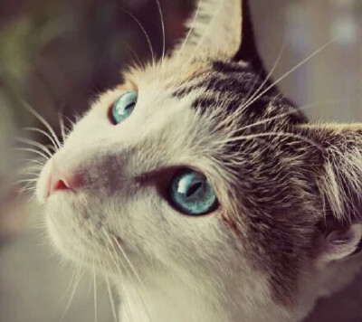 猫的眼睛很美