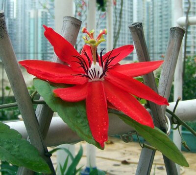 红花西番莲 Passiflora coccinea 西番莲科 Passifloraceae，西番莲属 Passiflora 藤本植物