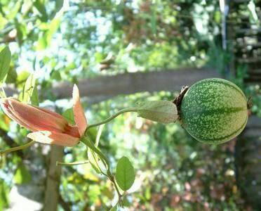 红花西番莲 Passiflora coccinea 西番莲科 Passifloraceae，西番莲属 Passiflora 藤本植物