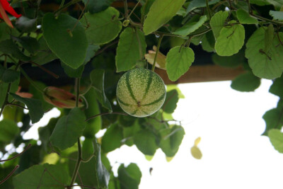 红花西番莲 Passiflora coccinea 西番莲科 Passifloraceae，西番莲属 Passiflora 藤本植物