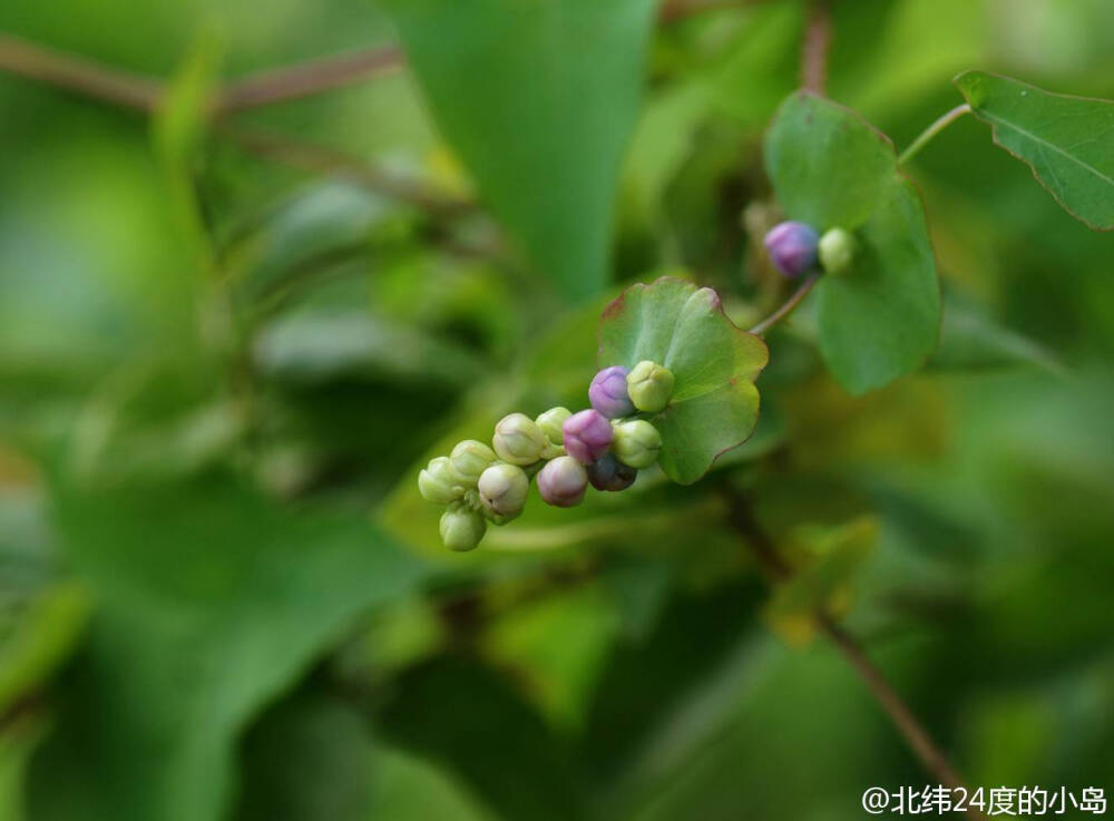 杠板归——别名：扛板归、刺犁头、老虎刺、犁尖草、贯叶蓼、蛇不过。蓼科蓼属。