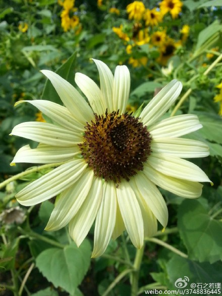 【石之若璞-花事-夏日觅花影】中文学名：向日葵~ 拉丁学名：Helianthus annuus~ 别 称：朝阳花、转日莲、向阳花、望日莲、太阳花~ 桔梗目 Campanulales-菊科 Compositae-向日葵属 Helianthus-向日葵 Helianthus annuus~