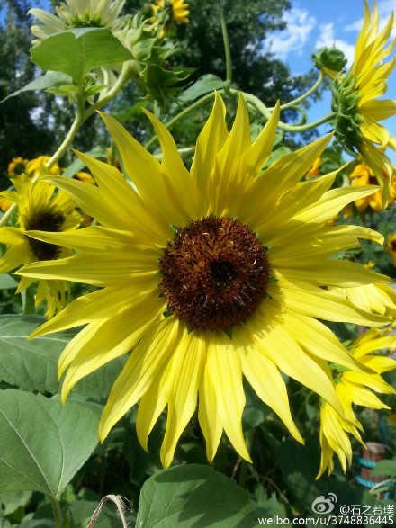 【石之若璞-花事-夏日觅花影】中文学名：向日葵~ 拉丁学名：Helianthus annuus~ 别 称：朝阳花、转日莲、向阳花、望日莲、太阳花~ 桔梗目 Campanulales-菊科 Compositae-向日葵属 Helianthus-向日葵 Helianthus annuus~