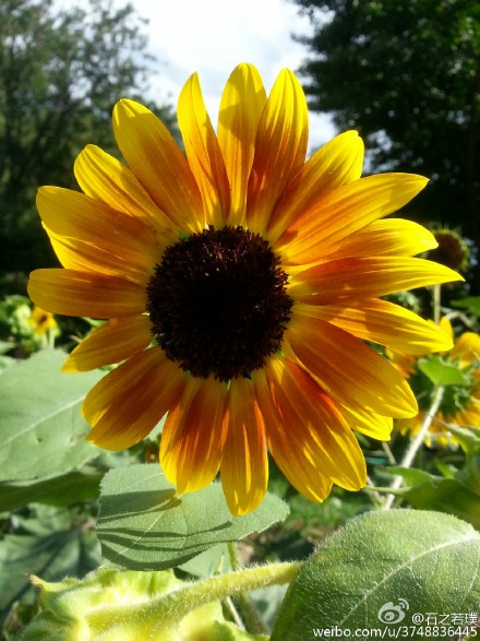 【石之若璞-花事-夏日觅花影】中文学名：向日葵~ 拉丁学名：Helianthus annuus~ 别 称：朝阳花、转日莲、向阳花、望日莲、太阳花~ 桔梗目 Campanulales-菊科 Compositae-向日葵属 Helianthus-向日葵 Helianthus annuus~