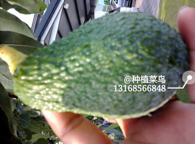 牛油果(Butyrospermum parkii)又称为酪梨、鳄梨或油梨，有一很大的果核，其果肉为黄绿色，味如牛油，被称为“森林的牛油”，原产于墨西哥和中美洲，后在加利福尼亚州被普遍种植，因此加利福尼亚州成为世界上最大的牛…