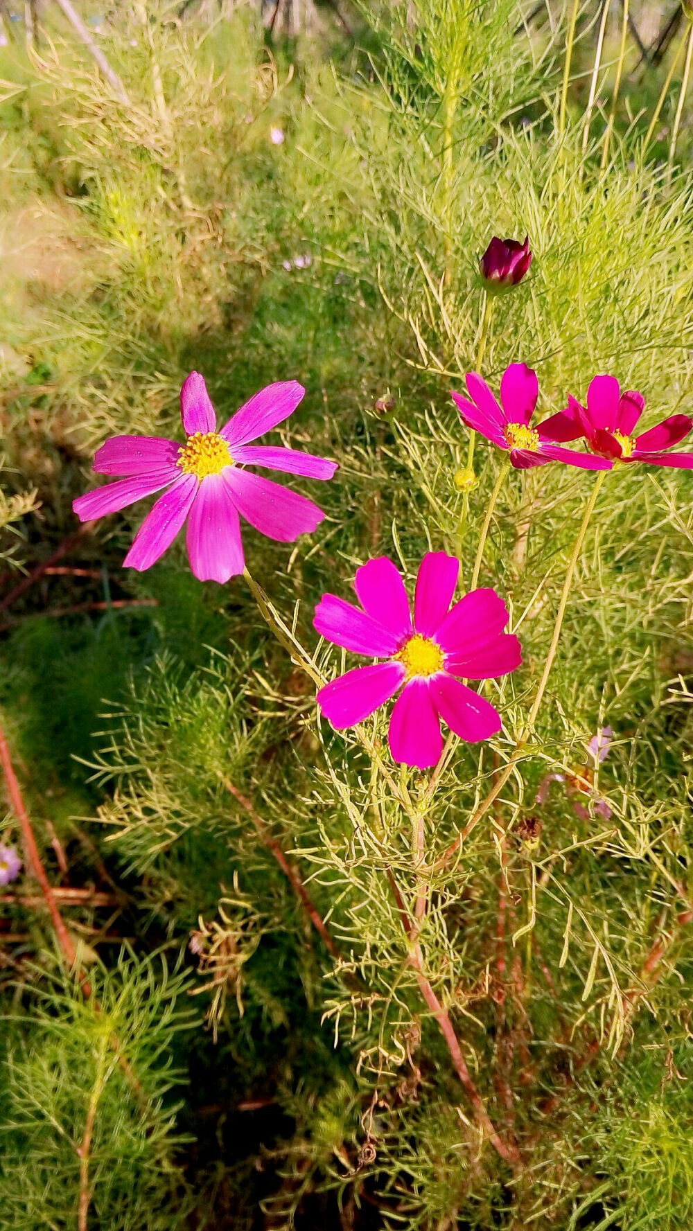 夕阳无限好，只是近黄昏