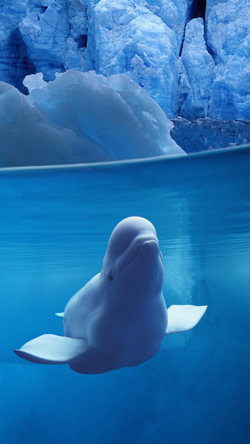 第一条:发一张我最爱的白鲸 