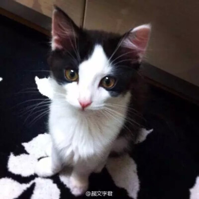 可爱喵