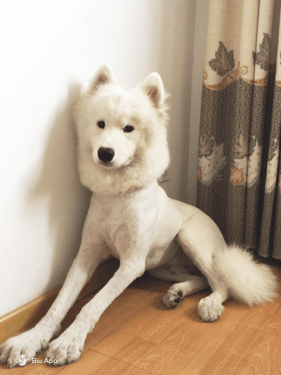 被剃光毛的萨摩耶 来源:biu