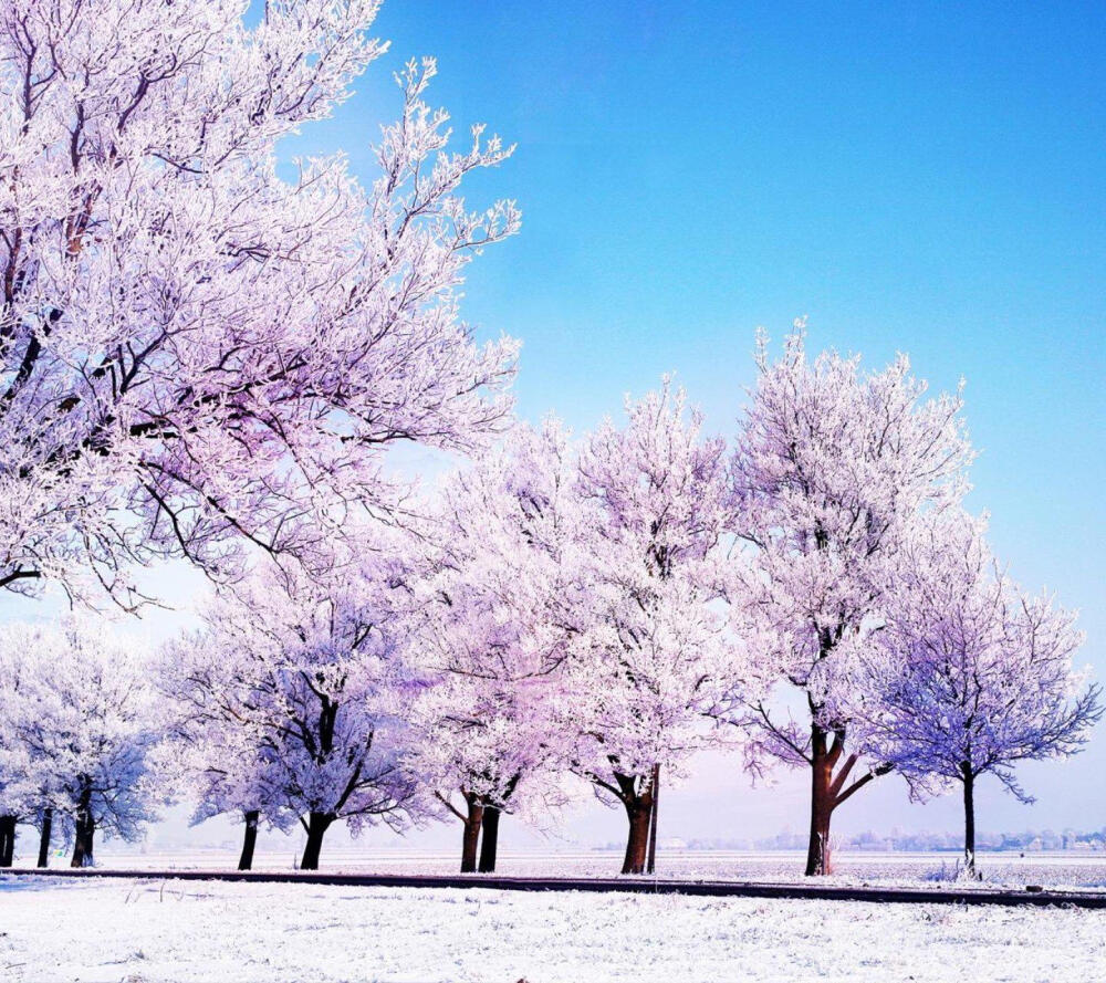 待落花时节，我陪你赏樱花如雪