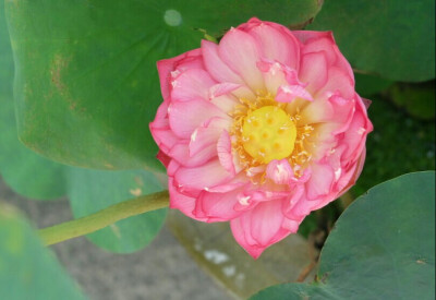 特别好看的花