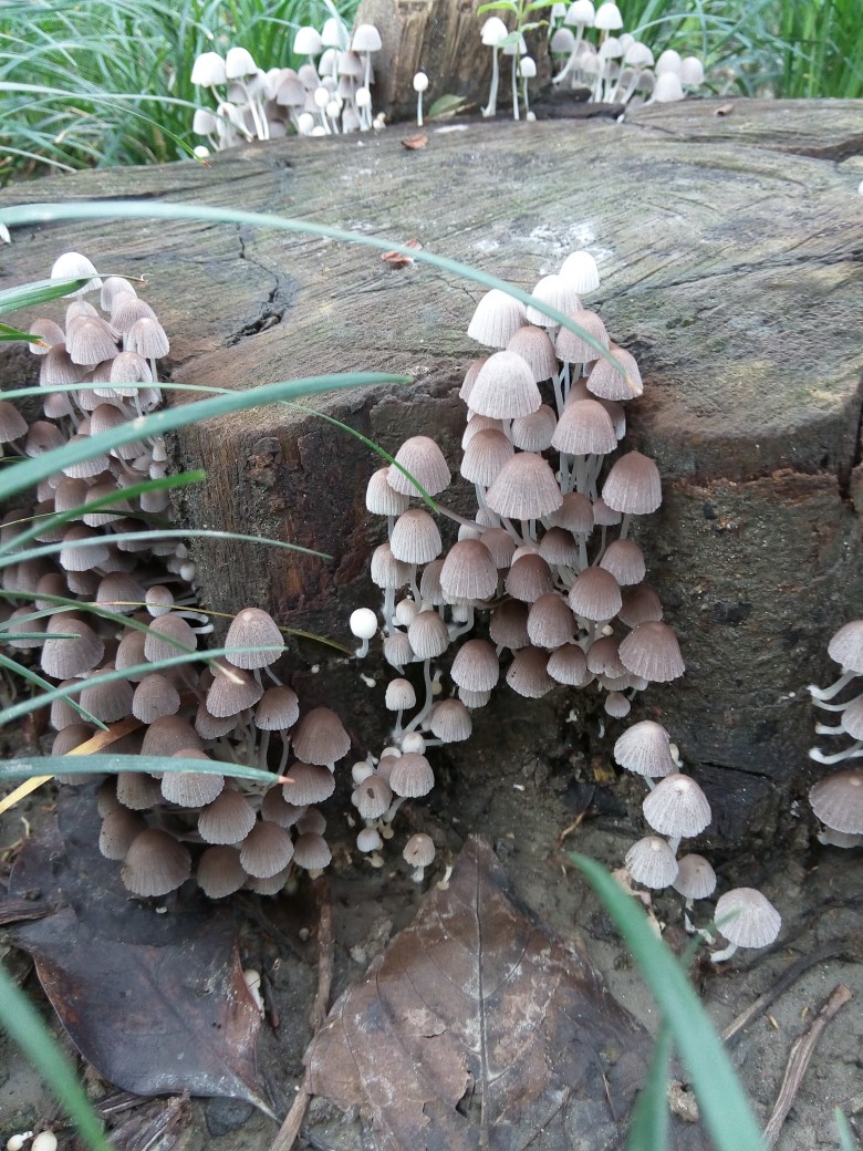 雨后遇见的小毛菇