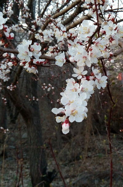 去年春