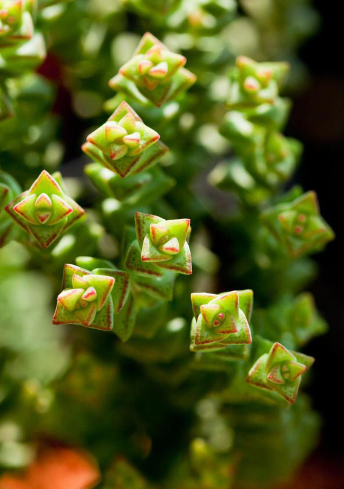 Crassula 'Tom Thumb' 小米星