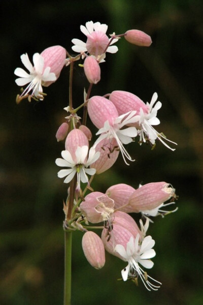 白玉草 Silene vulgaris：石竹科蝇子草属的植物