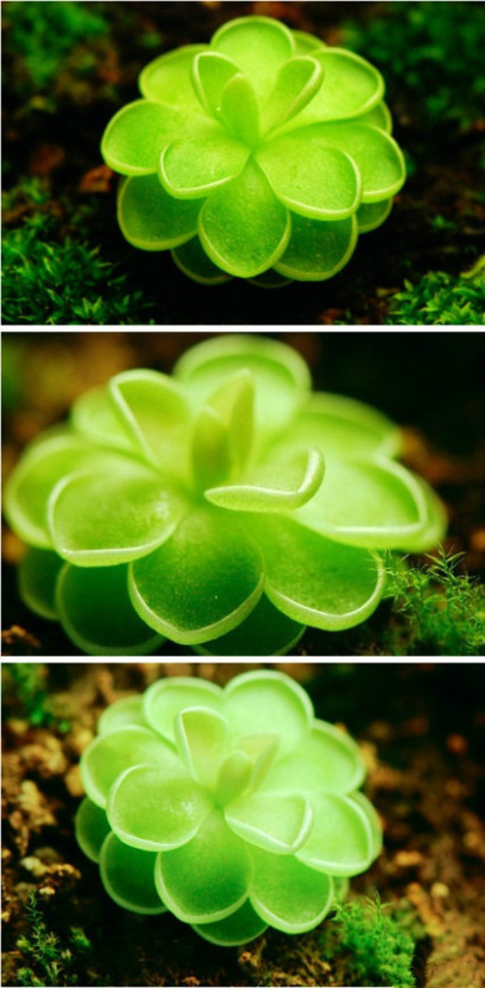 捕虫堇，拉丁学名是Pinguicula vulgaris