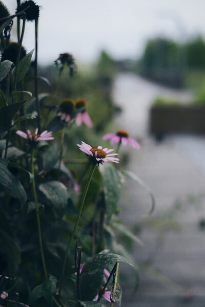 松果菊。没有了知了声的早晨真安静❤️