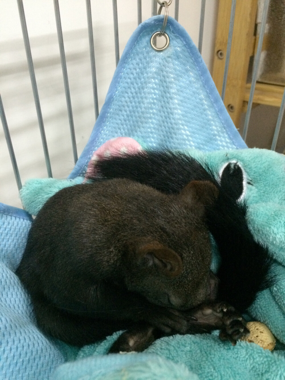 魔王松鼠。森迪