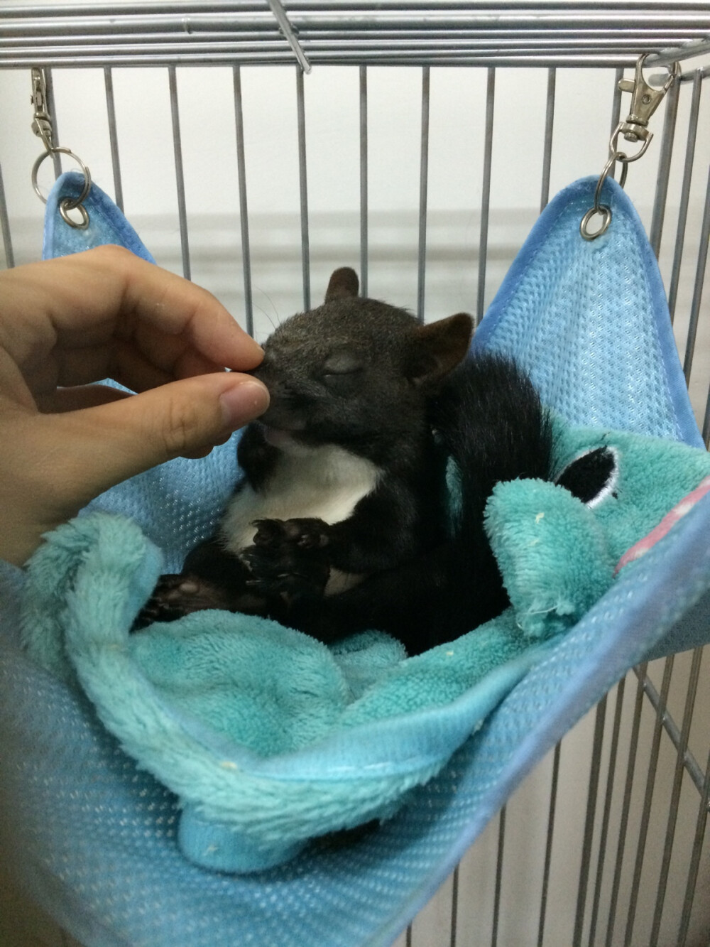 魔王松鼠。森迪(⃔ *`꒳´ * )⃕↝