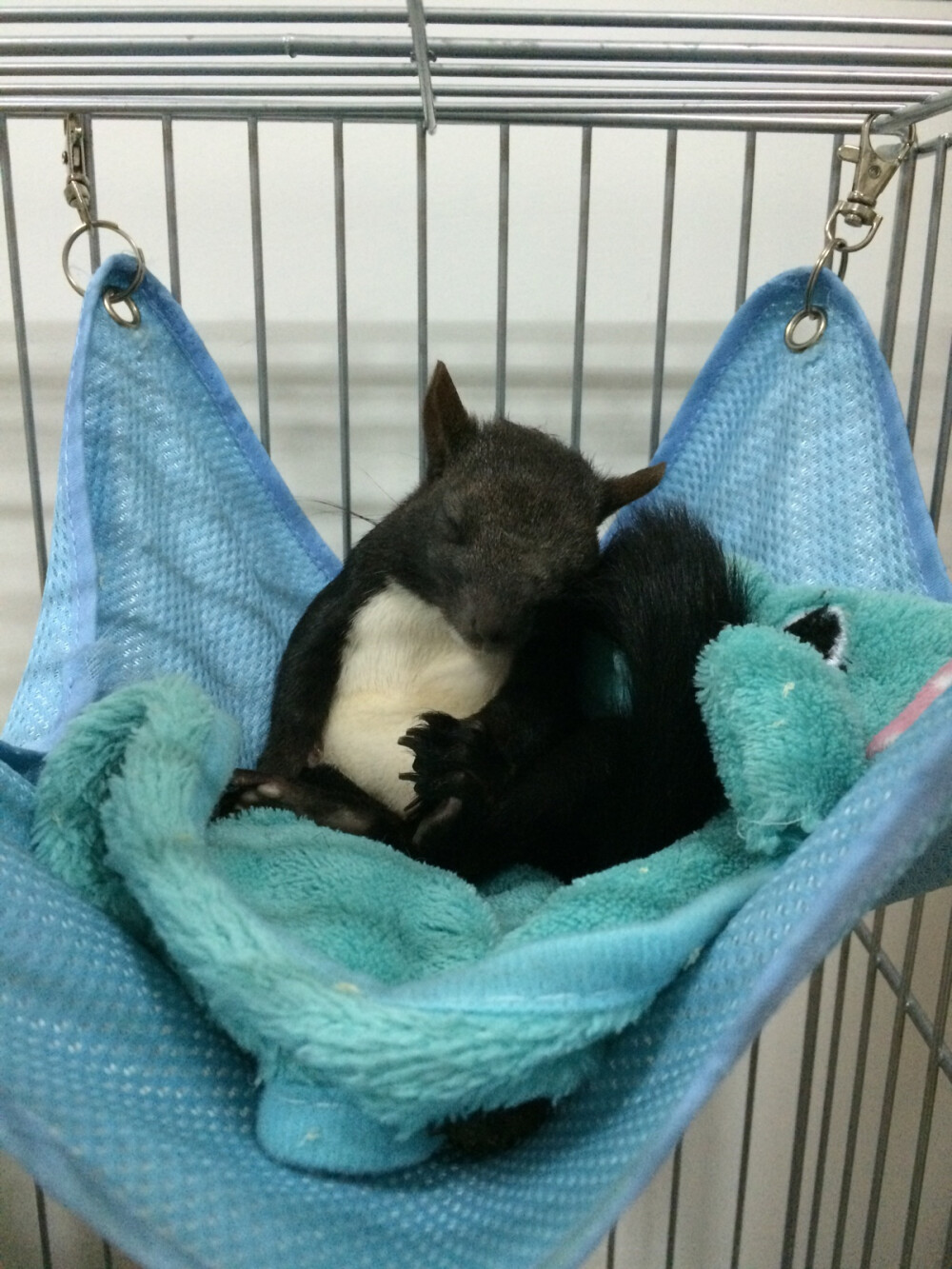 魔王松鼠。森迪。瞌睡虫