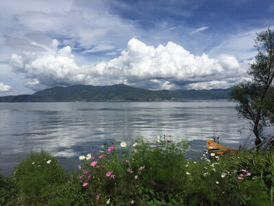 洱海，格桑花开的正热闹