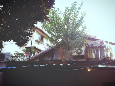 屋顶的小树苗•GROW BY：Ulrica洛言珏