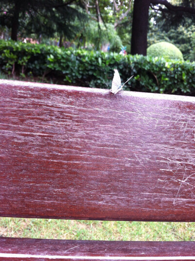 蝴蝶•PARK BY：Ulrica洛言珏