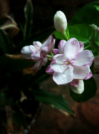 家中的茉莉花——某个心血来潮的清晨。