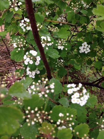 雨露和花