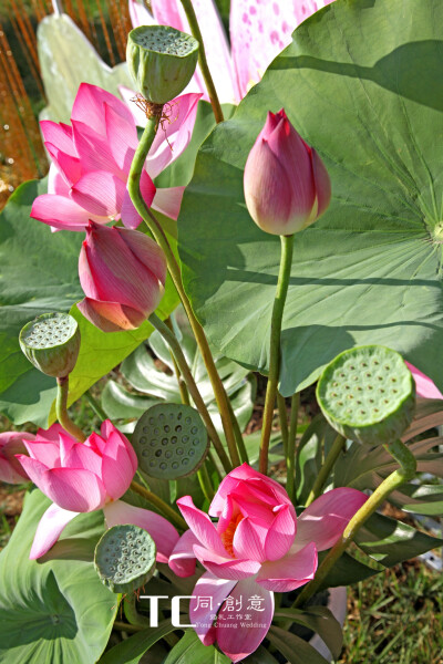 喜结岚李——霄云苑