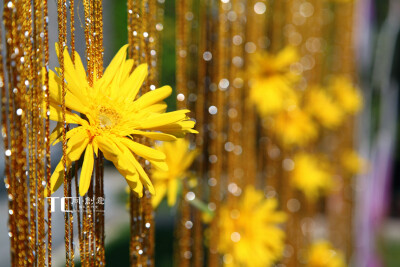 喜结岚李——霄云苑