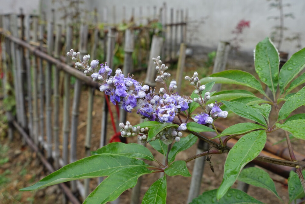 紫花穗荆