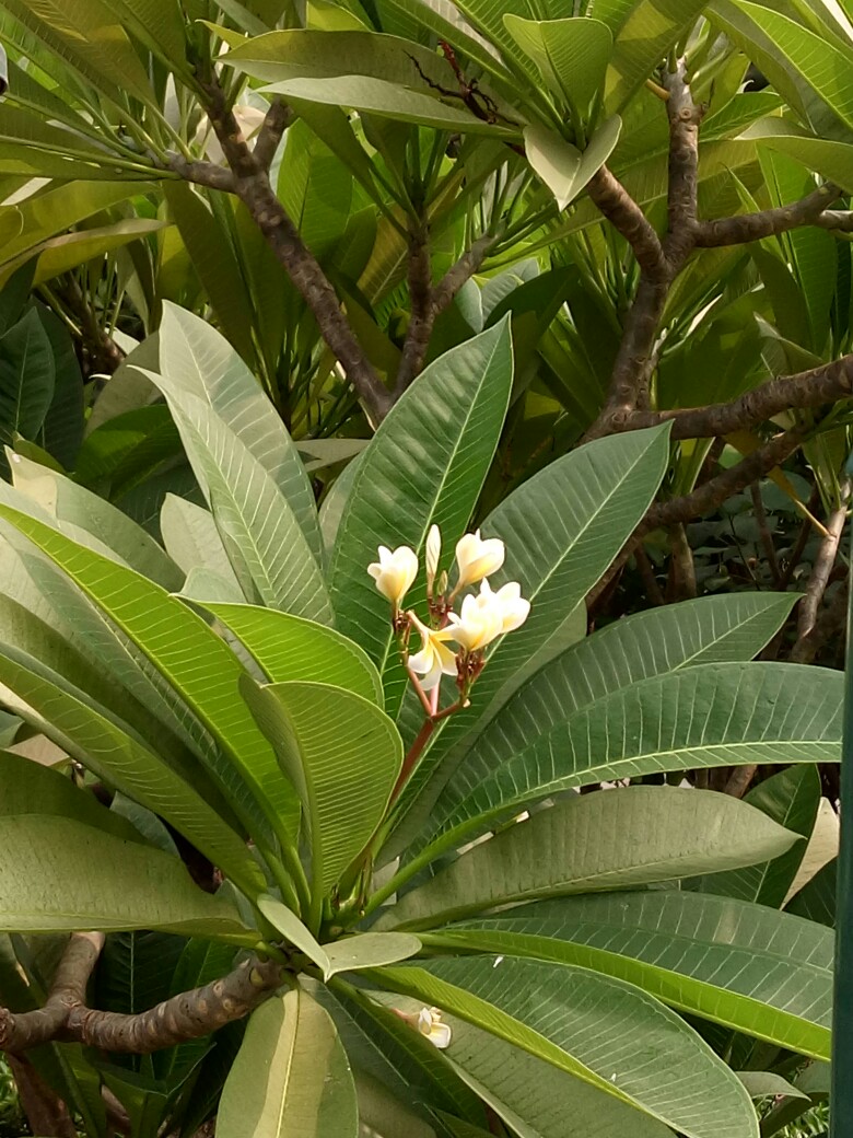 鸡旦花