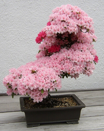  花舞花落泪，花哭花瓣飞?；?，花谢为谁悲。