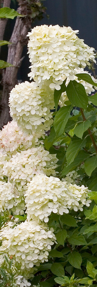  花舞花落泪，花哭花瓣飞?；?，花谢为谁悲。