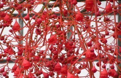 澳洲火焰木 学名:Brachychitonacerifolius 别名:槭叶萍婆、火焰酒瓶树 科:梧桐科 属:瓶树属 产地:原产澳大利亚，已引进我国种植，被广泛用于绿化建设。